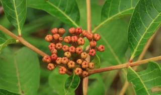 遥知兄弟登高处下句 遥知兄弟登高处下句