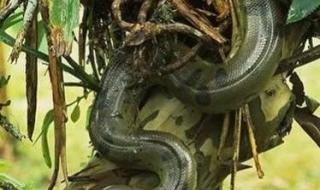 现存世界上最大的蛇