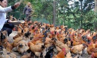 农村养殖需要多少钱 农村养殖需要多少钱