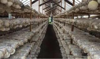 食用菌液体菌种 食用菌液体菌种