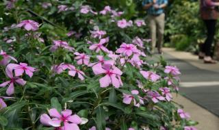 一盆长春花 一盆长春花