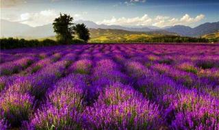 新疆莎车县 新疆莎车县